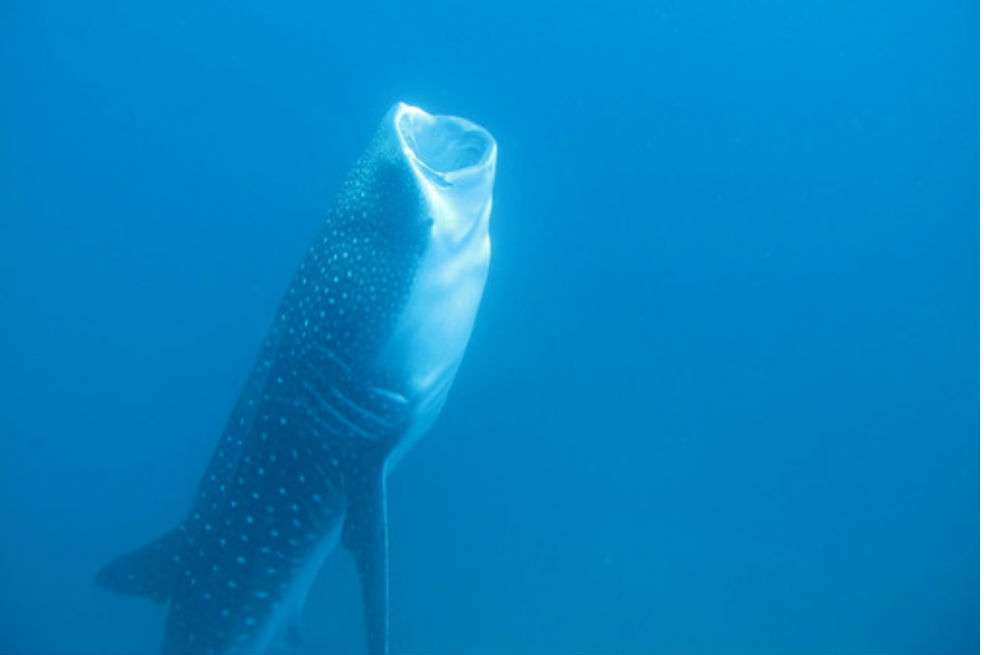 Los tiburones ballena comen plancton, huevos de peces, krill, larvas de cangrejo, así como pequeños peces y calamares. Accidentalmente pueden tragar plásticos que no pueden digerir. / Kevan Mantell