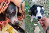 (Video) Turistas rescataron a un cachorro que había sido lanzado al río Magdalena