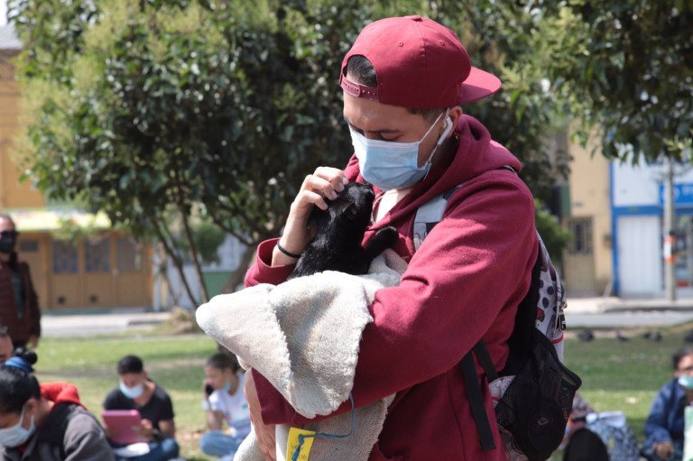 Esterilización gratuita para perros y gatos en Bogotá: habilitan 1.950 cupos
