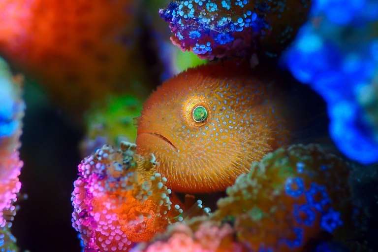 Categoría compacta: ManBd, de Malasia, captó a esta gobio panda peludo en Lembeh, Indonesia. Ganó el segundo lugar en esta categoría.