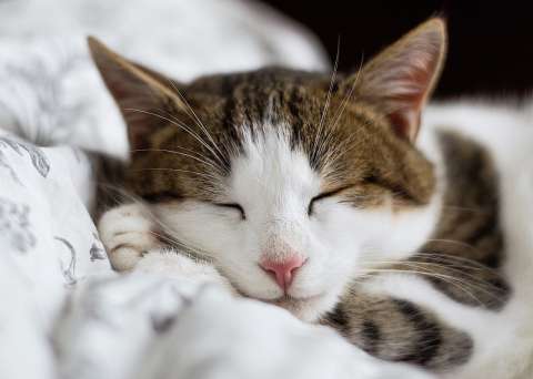 ¿Cuál es el mejor lugar para que duerma un gato?
