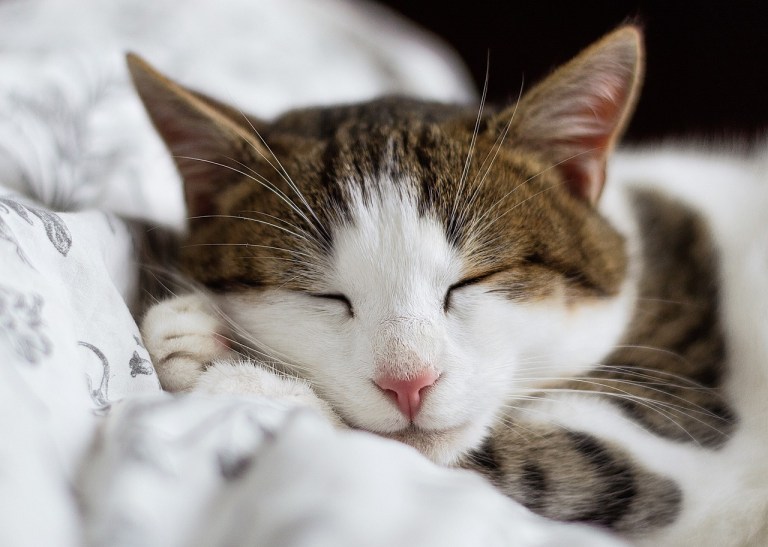 ¿Por qué mi gato me despierta por la noche?