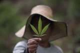¿Cómo va la industria del cannabis en Colombia?