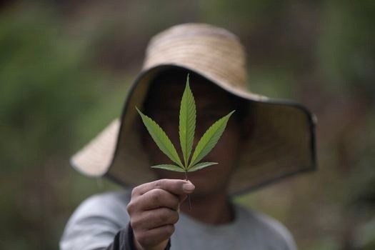 Es hora de legalizar la marihuana con fines recreativos