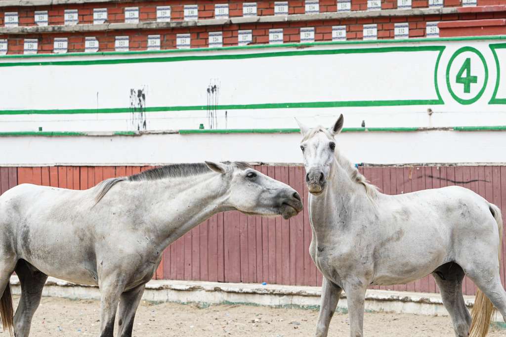 Libres y en retiro: así es la nueva vida de los caballos cocheros de Cartagena