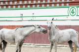 Libres y en retiro: así es la nueva vida de los caballos cocheros de Cartagena