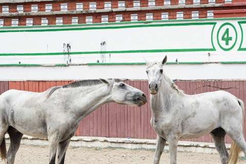 Libres y en retiro: así es la nueva vida de los caballos cocheros de Cartagena