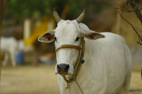 Una vaca obligó a desviar vuelos internacionales de aeropuerto en India