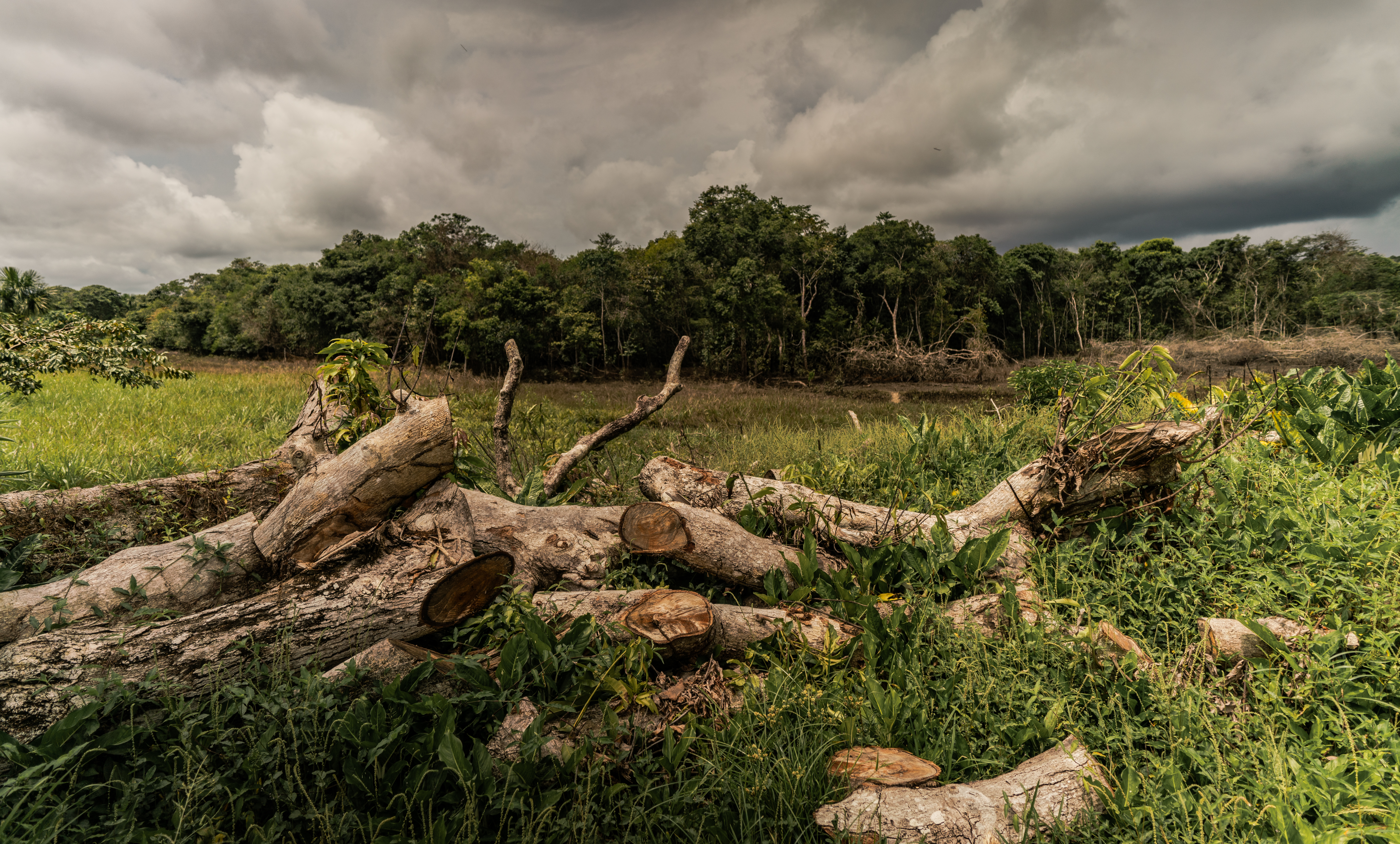 Árboles talados en la Amazonia colombiana. ©Luis Barreto/ WWF UK.