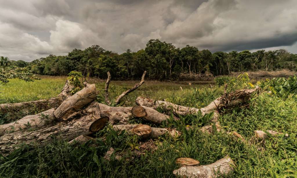 Árboles talados en la Amazonia colombiana. ©Luis Barreto/ WWF UK.