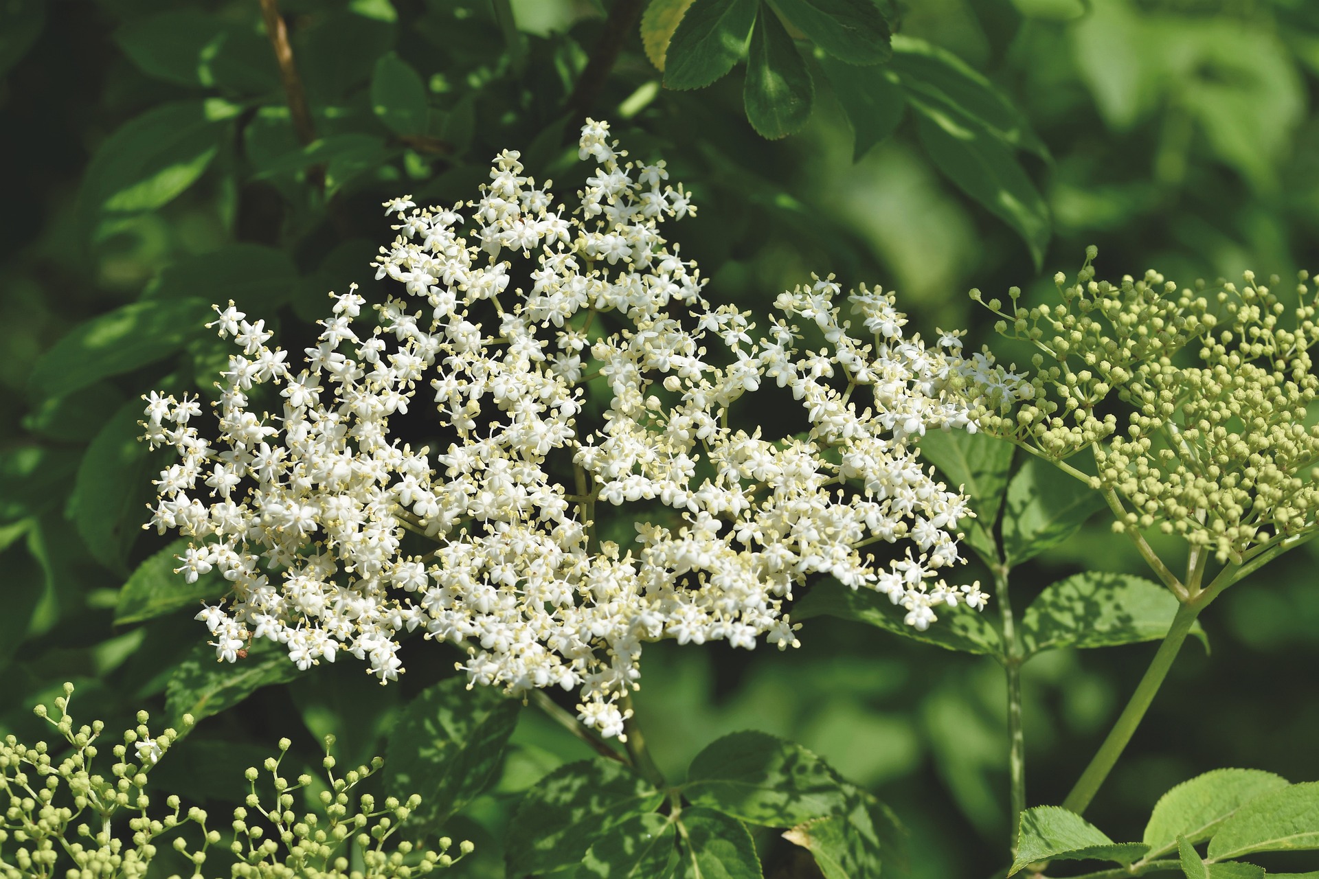 Fotografía de las flores blancas de un árbol de sauco.