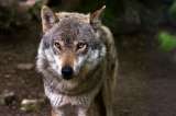 Polémica en Noruega porque el gobierno autorizó el sacrificio de 47 lobos