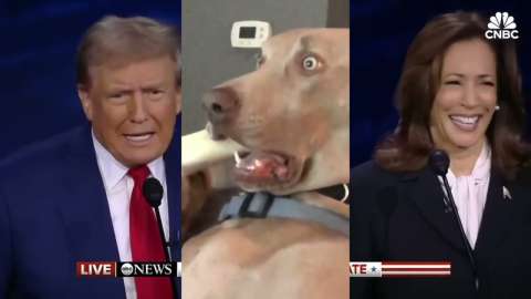 Que coman pasteles, perros y gatos