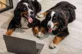 (Fotos) ¿Cuáles son las razas de perros más obedientes del mundo?