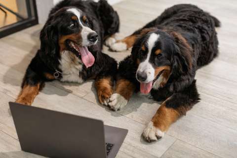 ¿Qué razas de perros no ladran o no ladran a menudo?
