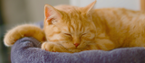 ¿Por qué los gatos amasan y ronronean?