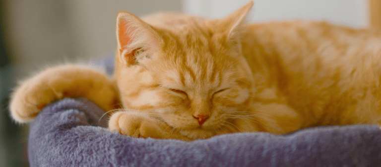 ¿Por qué los gatos amasan y ronronean?
