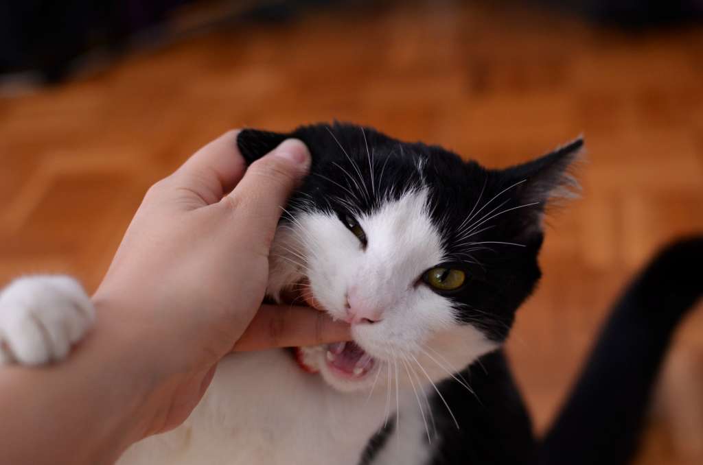 ¿Qué significa que un gato me muerde?