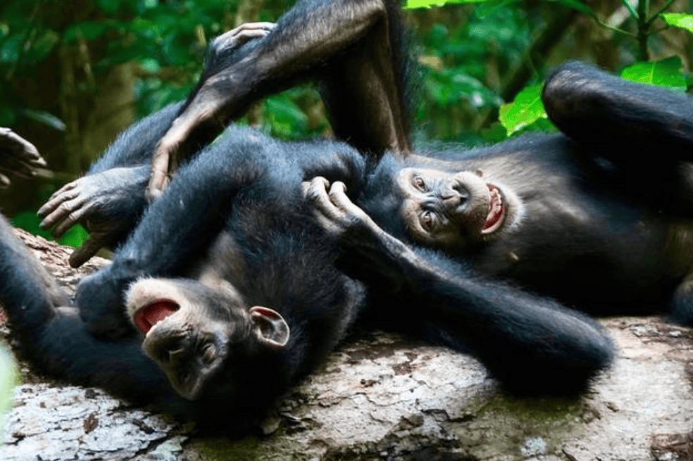 Interacción social y cara de juego de los chimpancés.