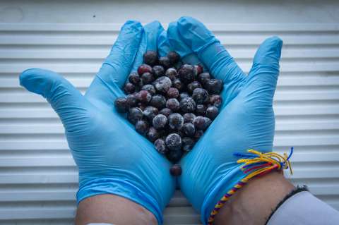 El agraz: la pequeña baya ancestral esencial para mejorar tu salud y nutrición