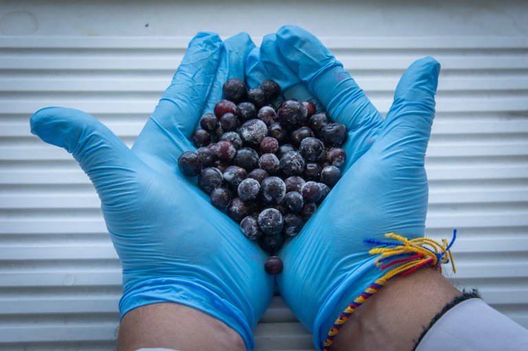 El agraz: la pequeña baya ancestral esencial para mejorar tu salud y nutrición