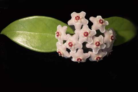 Flor de cera: una planta exótica y enigmática que puede tener en casa