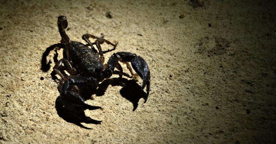 (Imagen de referencia) De acuerdo el estudio, algunos escorpiones de esta especie mostraron arrojar su veneno en pequeñas gotas, mientras que otros individuos lo hacían de manera sostenida. La máxima distancia registrada fueron 36 centímetros.