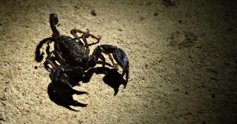 Descubren rara especie de escorpión en Colombia: es única en Suramérica