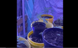 Policía encontró cultivo de marihuana en una vivienda del centro de Bogotá