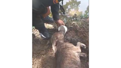 (Video) No paran los casos de maltrato animal: perrito fue enterrado vivo en Neiva