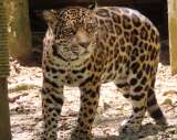 Proteger al jaguar para proteger la vida