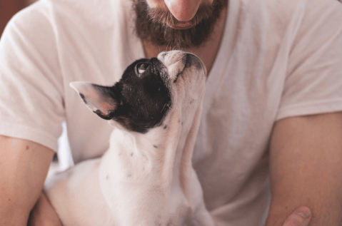 ¿Cómo saber si un perro tiene dependencia a su dueño?