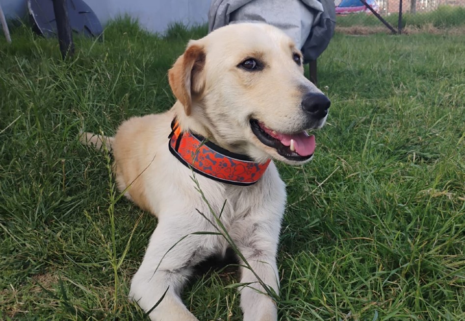 Este pequeño guerrero está listo para encontrar una familia que lo quiera y lo cuide, para que, finalmente, pueda sentir el calor de un hogar.