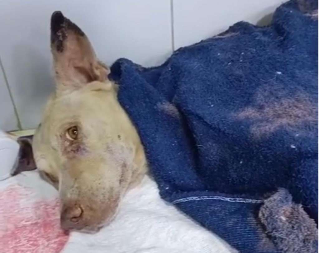 Piden ayuda para Alf, perrito rescatado en la costa: “está luchando por su vida”