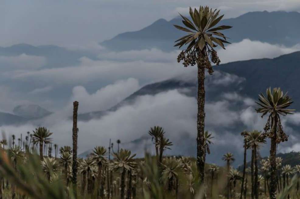 El Parque Chingaza protege uno de los páramos más extensos del país.