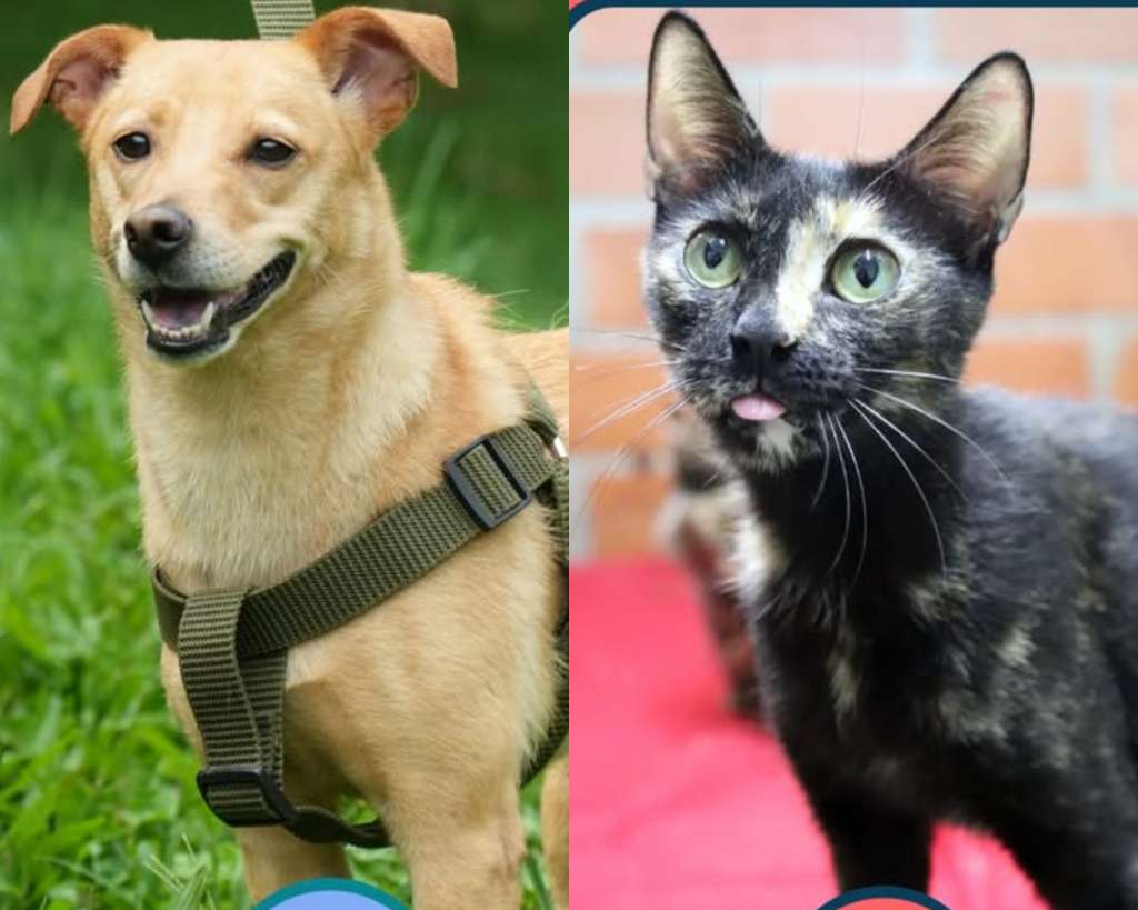 Perros y gatos rescatados jugarán el partido más importante de sus vidas: encontrar un hogar