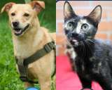 Perros y gatos rescatados jugarán el partido más importante de sus vidas: encontrar un hogar