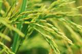 Minagricultura destina $30.000 millones para incentivar el almacenamiento de arroz