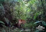 Video: Cámaras trampa registran paso de puma por zona rural de municipio de Boyacá