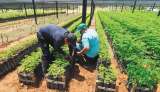 Usar los ingredientes de la selva para frenar la deforestación