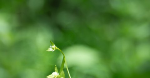 Falsa sirena: la flor que se creía extinta y ahora es símbolo de esperanza