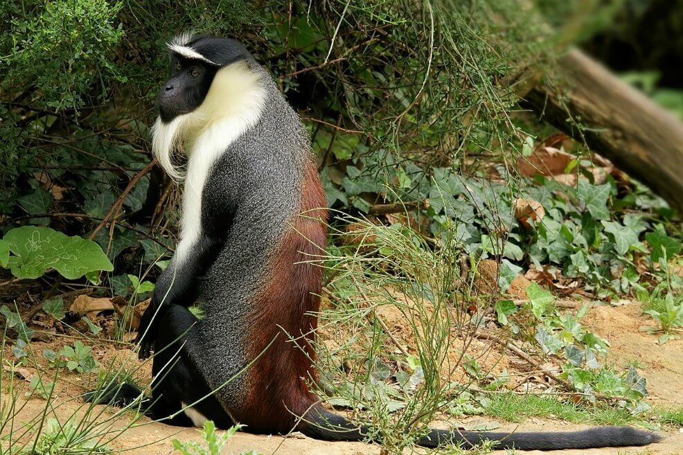 El mono "Cercopithecus roloway". / Europa Press