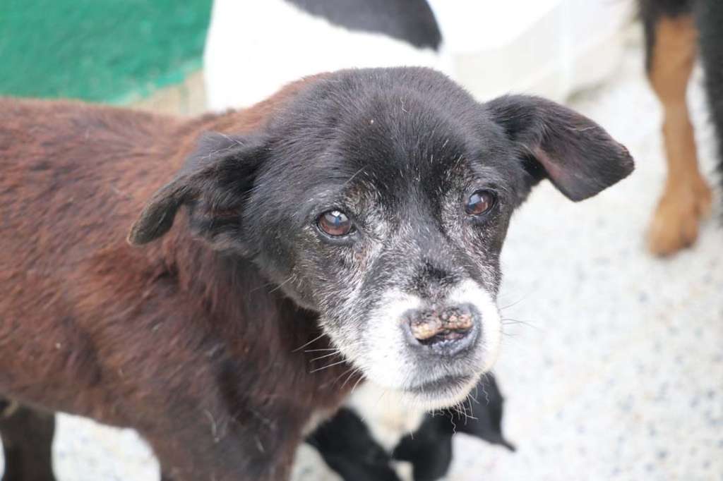 Medellín impulsa la adopción de animales mayores: 349 “viejitos” esperan un hogar