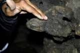Hallan restos fósiles de un mastodonte en Risaralda