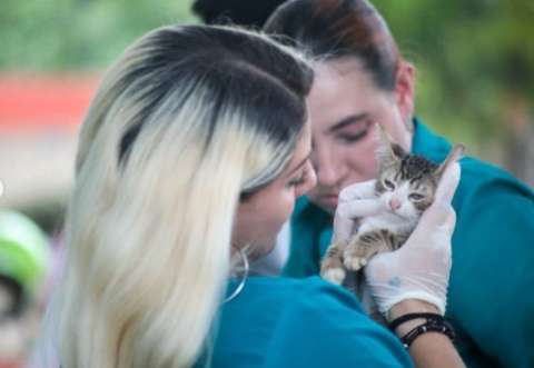 Rescatan a 80 gatos abandonados en polideportivo de Santa Marta: así los hallaron