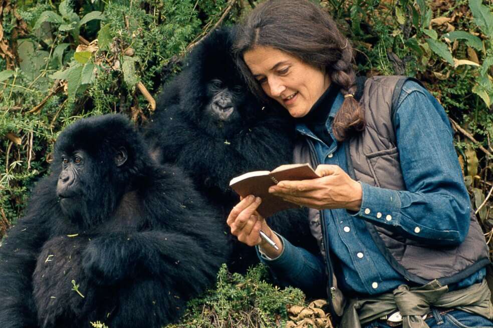 La zoológa estadounidense Dian Fossey luchó por la conservación de los gorilas (Gorilla beringei beringei) de las montañas Virunga, en Ruanda y la República Democrática del Congo. / Wikipedia