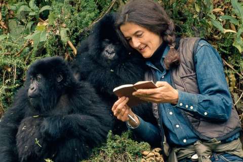 Dian Fossey, una "heroína del conservacionismo" con un lado oscuro