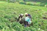 Colombia tiene 40 millones de hectáreas para producir alimentos
