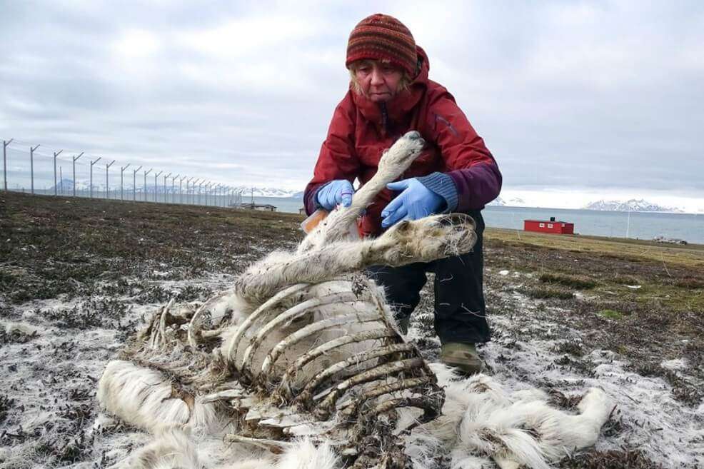 Solo se ha registrado un número de muertes comparable una vez antes, después del invierno de 2007-2008.  /  NORSK POLARINSTITUTT