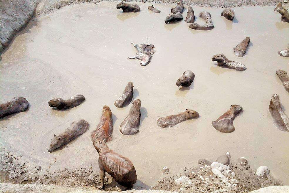 Medios regionales registran la mortandad de 20 mil animales. Corporinoquia habla de 13 mil, sin contar las cabezas de ganado. El chigüiro es la especie más afectada. / Wilson Durán - ‘Las Chivas del Llano’